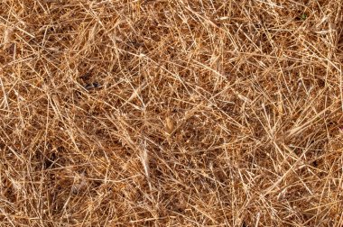 kuru saman arkaplan dokusu