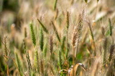 Tarlada buğday kulağını kapat.
