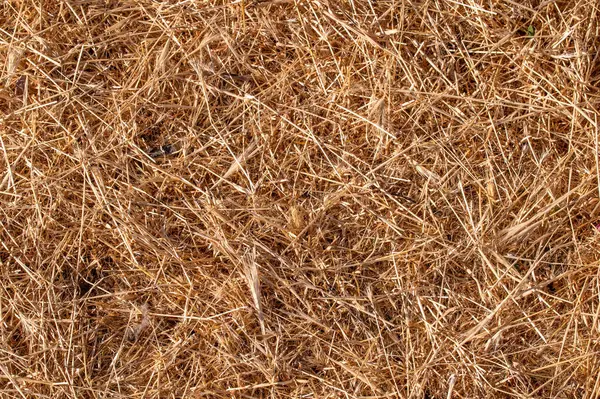 kuru saman arkaplan dokusu