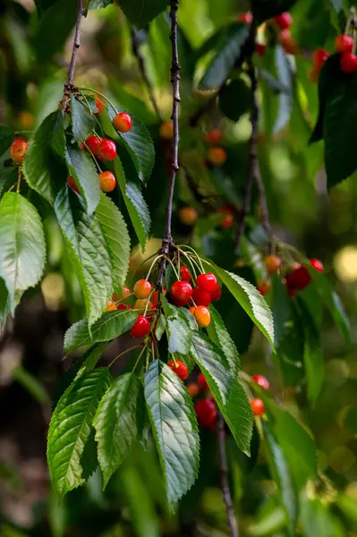 Olgun kırmızı kuşüzümü bir dalda
