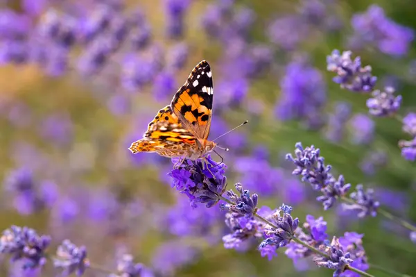 Tarlada lavanta çiçekleri üzerinde güzel kelebekler, yakın