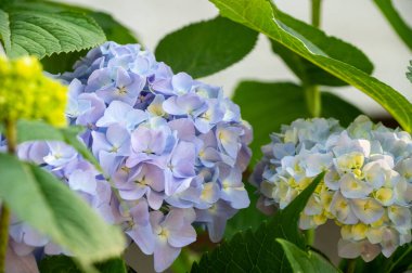 Ortanca makrofilla çiçekleri yaz bahçesinde.