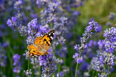 Lavanta çiçekli turuncu kelebek