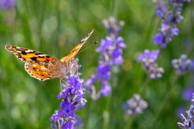 Lavanta çiçeği üzerinde oturan kelebek
