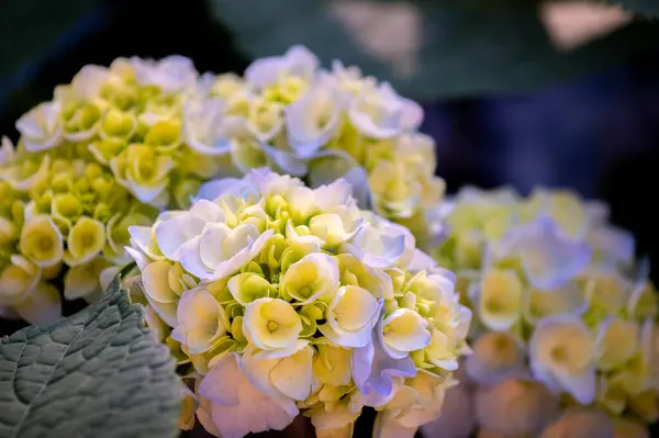 Bahçedeki güzel çiçekler