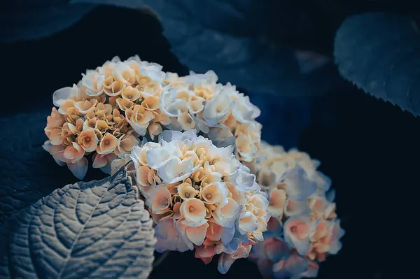 Bahçedeki güzel turuncu ortanca çiçekleri