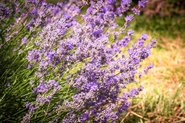 Bahçedeki lavanta çiçekleri. çiçek arkaplanı