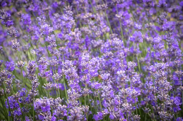 Tarlada güzel lavanta çiçekleri.
