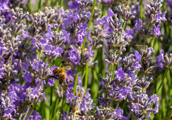 Arı lavanta tarlasında lavanta topluyor..