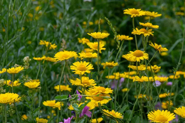 Bahçede büyüyen güzel çiçekler