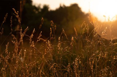 Tarlada güzel bir gün batımı.