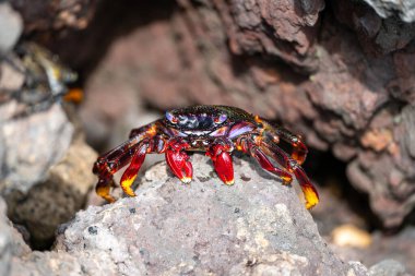 Gran Canaria 'dan Red Rock yengeci