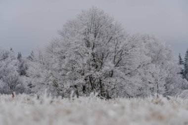 Kış manzarasında donmuş ağaç.