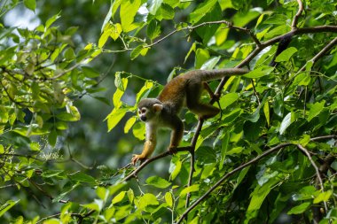 Ormandaki sincap maymunu 