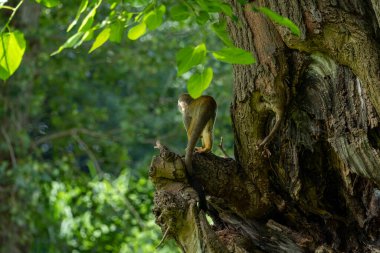 Ormandaki sincap maymunu 