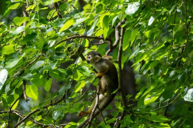 Ormandaki sincap maymunu 