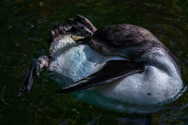 Penguen sırtüstü yüzüyor