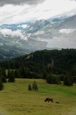 Göz kamaştırıcı bir göle bakan bir inek, İsviçre 'nin verimli dağlık çayırlarında huzur içinde otluyor..