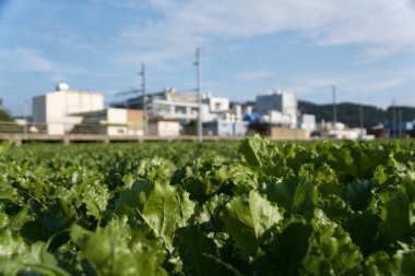 Endüstriyel yapılar zeminine karşı genişleyen İsviçre tarım arazilerinin karşıtlığı, İsviçre 'de tarım ve sanayinin uyumlu bir karışımını yakalar..