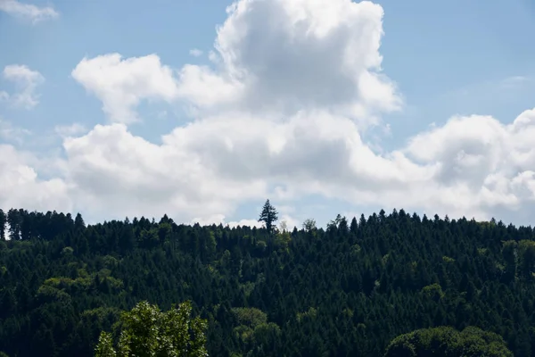 A lone tree stands out on the horizon above a misty forest, a testament to solitude and natural beauty in the Swiss landscape.