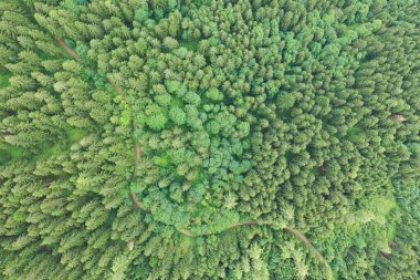 A stunning drone shot from above captures the dense and vibrant green canopy of an Austrian forest, a testament to nature's unspoiled and wild beauty.