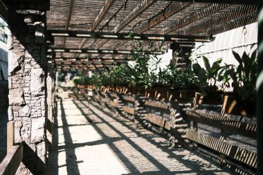 This peaceful image captures a shaded walkway in a Brazilian botanical garden, where the structured lines of the wooden pergola cast dappled shadows on the stone path. The lush potted plants lining the walkway add a pop of greenery, enhancing the tra