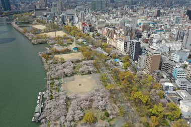 A breathtaking drone shot of an urban park with cherry blossoms next to a winding river, showcasing Japan's harmony between city and nature.