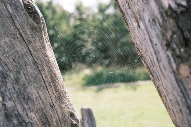 In the heart of Danish nature, an intricate spider web stretches between wooden branches, a testament to the delicate balance and beauty of the natural world, captured with a verdant backdrop.