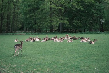 A peaceful herd of deer lounges in the lush greenery of a Dusseldorf park, offering a serene escape and a touch of nature's tranquility.