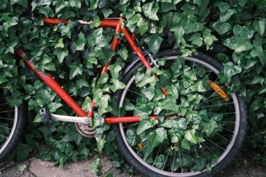 An abandoned bicycle becomes one with nature as it's slowly overgrown by ivy, a silent story of neglect and the relentless power of nature in urban Germany.
