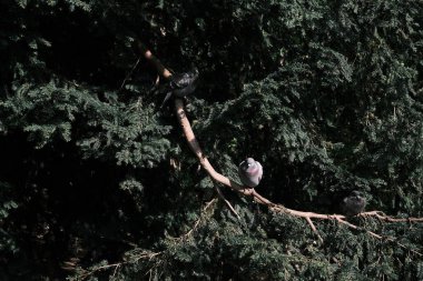 Observe urban wildlife with this image of pigeons perching on a tree branch in their natural habitat, a serene slice of nature within a German park.