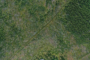 This aerial snapshot is a compelling visual representation of Zelezna Ruda, Sumava forest devastation in Czechia, where the aftermath of ecological distress paints a stark picture of environmental challenges.This aerial snapshot is a compelling visua