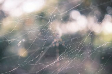 The complex beauty of a spider web is magnified in this image, where the delicate threads interweave with the natural surroundings, forming a complex network. The soft focus enhances the web's ethereal quality, symbolizing the intricate relationships