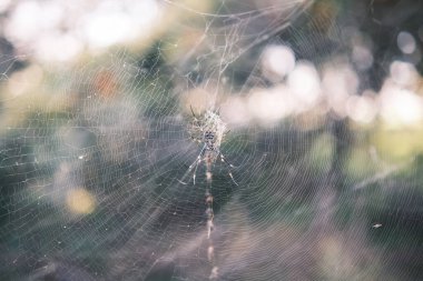 The morning light delicately illuminates a spider web, revealing the intricate patterns and dewdrops that adorn its silky strands. This image captures the ethereal beauty of nature's craftsmanship, a testament to the unseen wonders of the Australian 