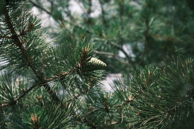 The green pine branches, carrying cones like nature's ornaments, whisper tales of the forest's age-old serenity. This close-up captures the timeless beauty of the forest's evergreen treasures.
