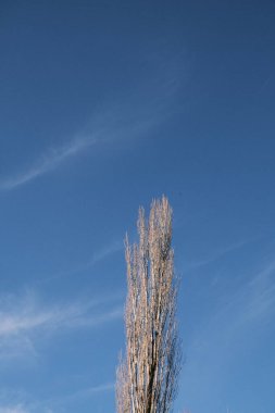 A lone poplar tree, its branches bare in the crispness of winter, stands tall against the expansive blue sky, offering a minimalist and serene portrait of Spain's seasonal beauty.