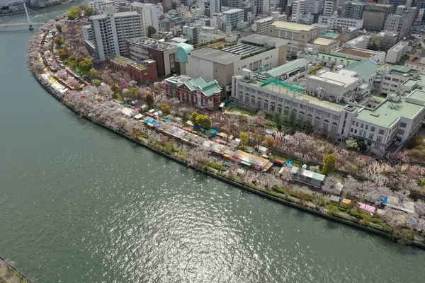 Overhead drone view of a lively riverbank in Japan, adorned with cherry blossoms and bustling with springtime festival goers.