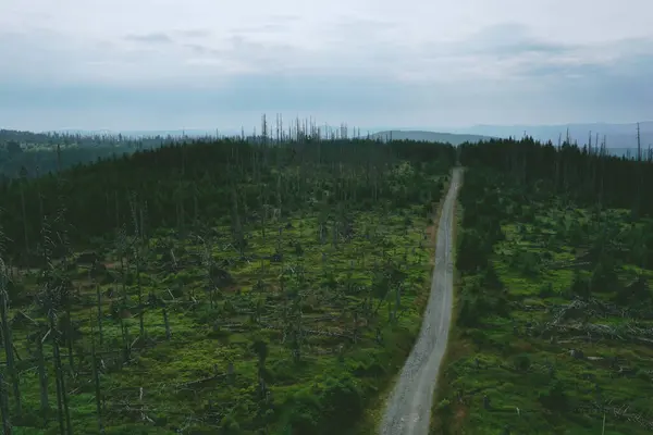 A remote path cuts through the wilderness of Czechia\'s forests in Sumava National Park, as captured from above, revealing the intimate connection between the road less traveled and the untamed forest landscape.