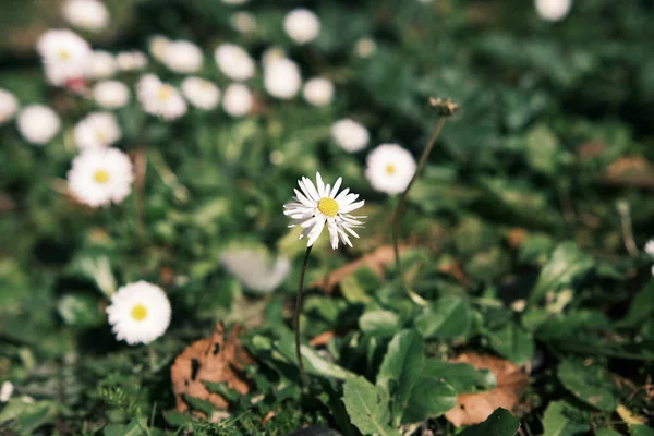 Amidst Rome\'s historic splendor, a solitary daisy captures the essence of spring. Its delicate petals contrast with the city\'s ancient backdrop, offering a refreshing touch of nature\'s resilience in an urban setting.