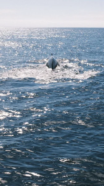 The majestic sight of a whale breaching represents nature's grandeur. This stunning image captures the powerful moment as the whale rises from the sparkling waters, offering a glimpse into the wondrous world of marine life.