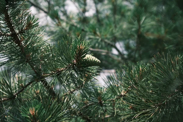 The green pine branches, carrying cones like nature's ornaments, whisper tales of the forest's age-old serenity. This close-up captures the timeless beauty of the forest's evergreen treasures.