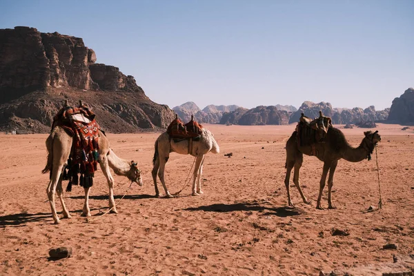 A group of camels, adorned with colorful saddles, roam freely in the vastness of the Jordanian Wadi-Rum desert, their presence a symbol of the nomadic culture that has traversed these lands for centuries.