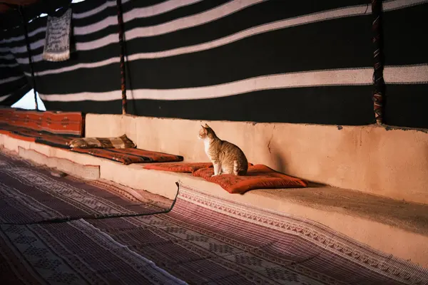 Inside a traditional Bedouin tent, a solitary cat sits contemplatively, its figure adding a touch of life to the woven textures and cultural artifacts that make up this intimate slice of Jordanian life.