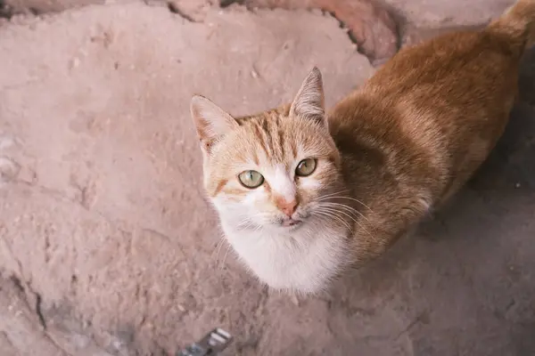 Amidst the sandy landscapes of Petra, this charming image captures a curious cat looking up with captivating eyes, adding a touch of life to the ancient Jordanian city.