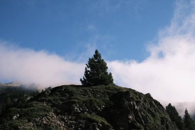 A solitary tree crowns the summit of a misty mountain in Spain, a symbol of endurance and the tranquil solitude that can be found in the embrace of nature's grandeur.