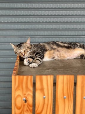 A serene cat naps undisturbed on the warm wooden ledges of Patong, embodying the laid-back atmosphere of urban Thailand.