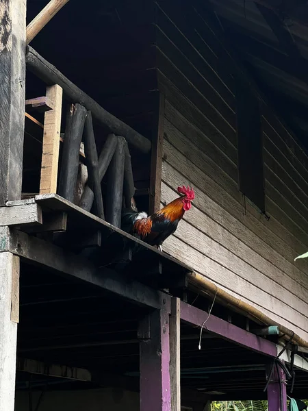 A rooster stands proudly atop a wooden beam of a traditional Thai home in Patong, embodying the rustic charm and rural essence of the area.