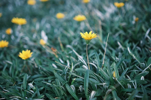 This image captures the delicate beauty of yellow wildflowers peeking through lush grass, a common yet enchanting sight in Sydney\'s natural spaces. It\'s a celebration of the small wonders of nature and the vibrant life that flourishes in the Australi