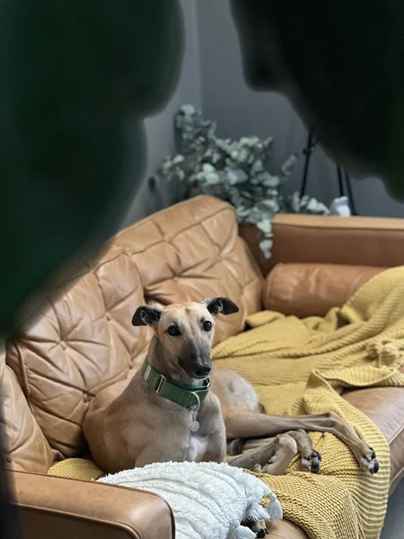 Capture the cozy moment of a greyhound dog relaxing on a tan leather couch, draped with a yellow knit throw. Perfect for illustrating the serenity of home life or articles on pet care and indoor dog breeds.