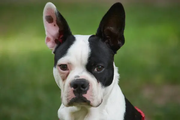 Boston Teriyeri tetikte ve çok dikkatli.